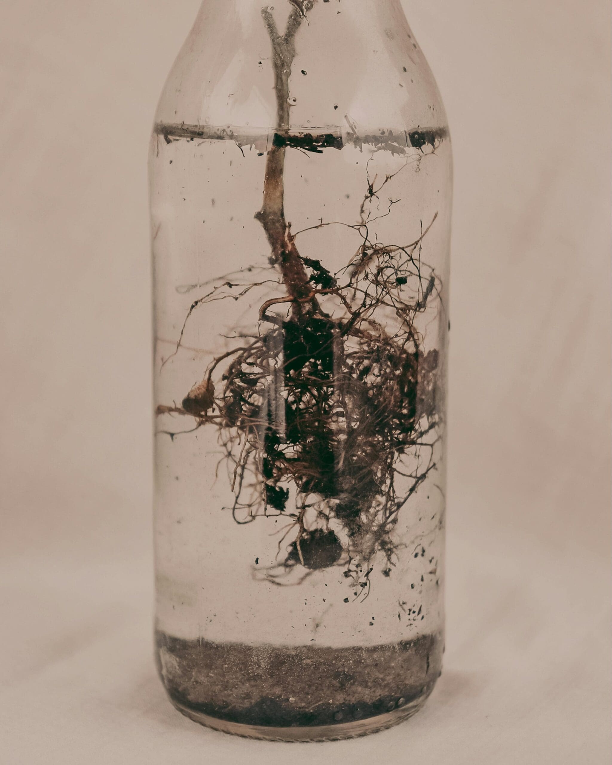 plant roots in a jar